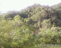 Selva